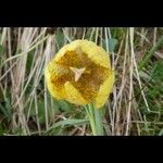 Fritillaria tubaeformisKwiat