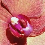 Eriaxis rigida Квітка
