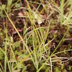 Carex pilulifera ഇല