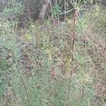 Artemisia campestris Habitus