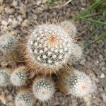 Mammillaria guerreronis Folla