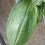 Urceolina × grandiflora List