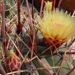 Ferocactus emoryi