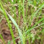 Eragrostis unioloides Flower