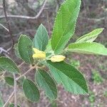 Grewia monticola Leaf