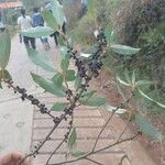 Myrsine coriacea Frucht