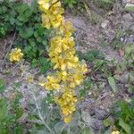 Verbascum lychnitis Flor