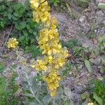 Verbascum lychnitis Fiore