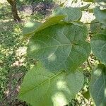 Solanum betaceum Leaf