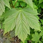 Acer pseudoplatanus Листок