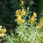 Linaria angustissimaFlower