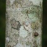 Ficus lateriflora ᱪᱷᱟᱹᱞᱤ
