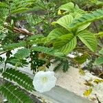 Merremia aegyptia Flower