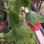Callianthe picta Folha