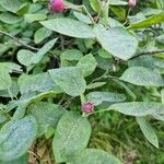 Amelanchier canadensis Leaf