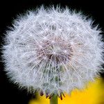 Taraxacum sect. Taraxacum Frukt