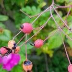 Rosa multiflora Gyümölcs