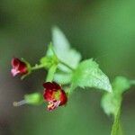 Scrophularia peregrina Flor