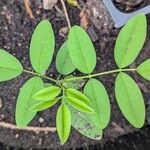 Indigofera suffruticosa ഇല