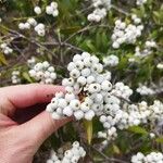 Syzygium zeylanicum Fruit