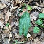 Arum cylindraceum Leaf