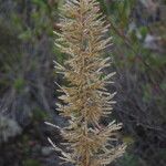Eragrostis variabilis