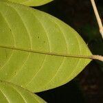 Metteniusa tessmanniana Leaf