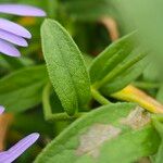 Aster amellus Leaf