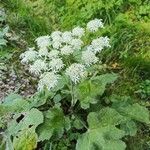 Heracleum sibiricumVirág