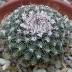 Mammillaria heyderi Fuelha