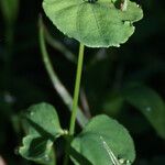 Drymaria cordata Leaf