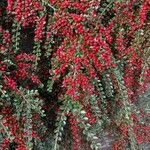 Cotoneaster nan-shan ഫലം