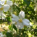 Philadelphus coronarius Flower