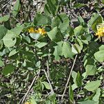 Lonicera flava ᱛᱟᱦᱮᱸ