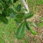 Diospyros texana Folha