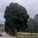 Cupressus sempervirensКора