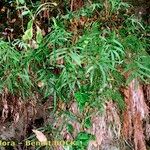 Pteris cretica Habitus