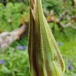 Tragopogon orientalis Flower