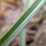 Scorzonera hispanica Leaf