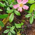 Rosa micrantha Çiçek