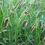 Blysmus compressus Fula