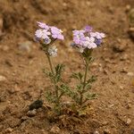 Verbena gooddingii Elinympäristö