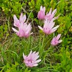 Podospermum purpureum 花