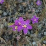 Spergula purpurea Квітка