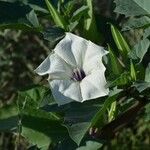 Datura discolor Flower