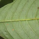 Psychotria panamensis 树皮