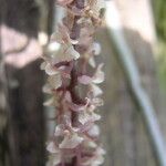 Rhipidoglossum rutilum Flower