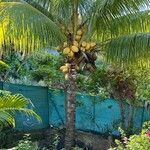 Cocos nucifera Fruto