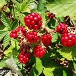 Rubus ulmifolius Fruto