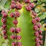 Euphorbia canariensis Flors